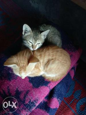 Get it Free. Brown And Silver Tabby Cats