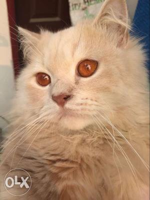 Golden eyes male cat