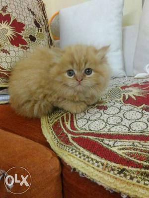 Golden persian kitten long fur