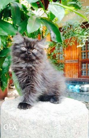 Gray And Black Short-fur Kitten