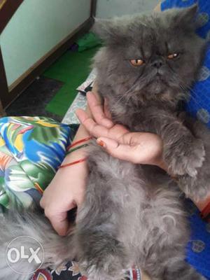 Gray Persian male cat for mitting
