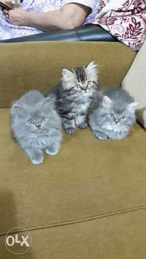 Gray persion kittens