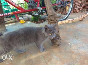 Grey Persian Cat. Female. Pure breed. 8 months