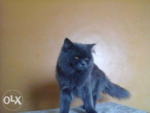 Grey Persian Cat available for sale