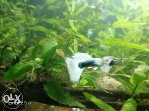 HB White Tuxedo High Dorsal Quality pcs guppy available pair