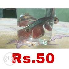 Healthy and active male and female betta for sale