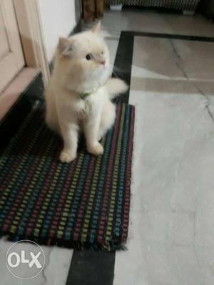 Hi I have a Persian cat for matting very healthy