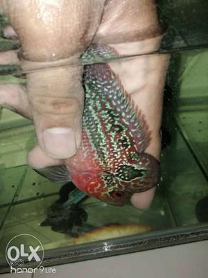 High quality flowerhorn for sell