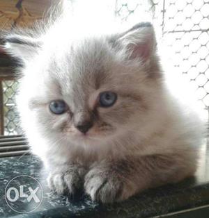 Himalayan male cat available price not negotiable