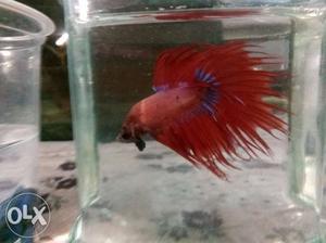 I have beta fish all imported