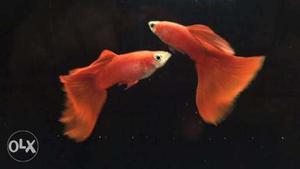 Import breed Guppy Fish..m0re than ten vrytys