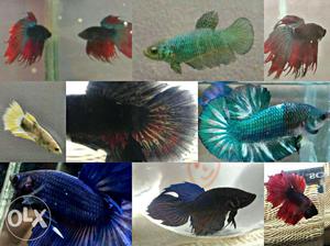 Imported Betta Fish available