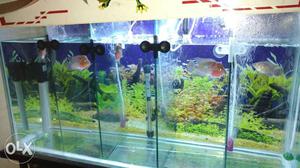 Imported Flowerhorn fish for sale
