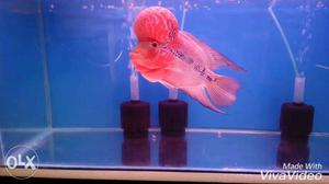 Imported SRD Flowerhorn 12 inches in size. Flower horn.
