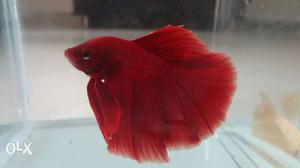 Imported Show quality betta fishes for sale
