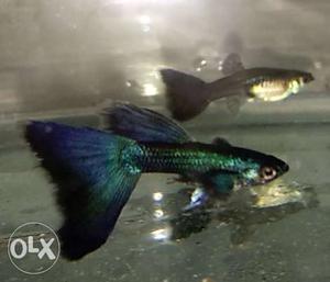 Imported fancy guppy fish breeding pairs for sale