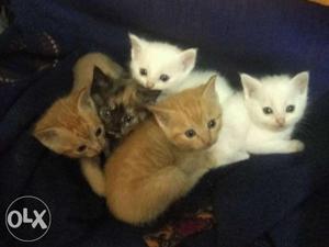 Indian - Persian Breed Mix Kitten For Sale