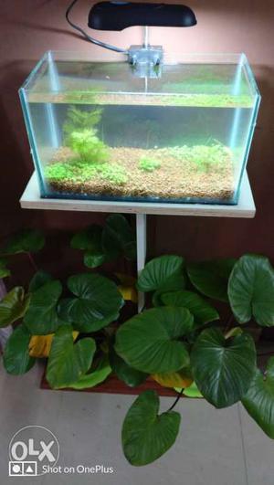 Live plant Aquarium