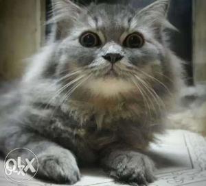 Long-coated Gray Cat