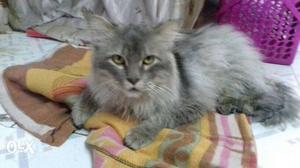 Long-fur Gray Cat Indonesian bried 12 month
