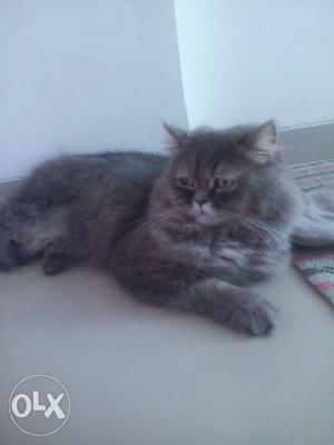 Looking for female Persian cat for mating