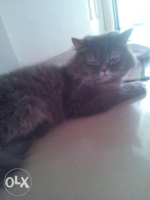 Male Persian cat for mating looking for female