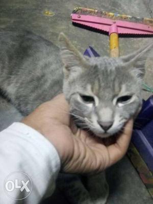 Male and female cats