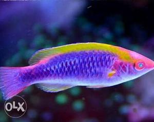 Marine fishes and invertebrates available