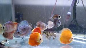 Mix of discus starting at Rs. 350 Red melon-