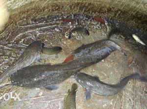 Mud Fish In Elampalloor