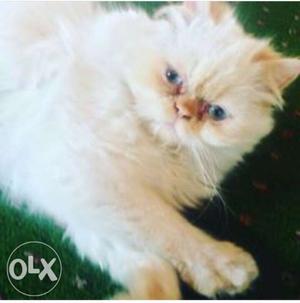 No nagociation persian cat male blue eyes full punch