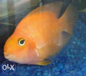 Orange king kong fish