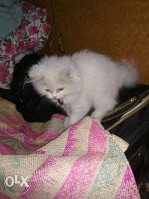 Parsian cat good health 2 month old very good cat