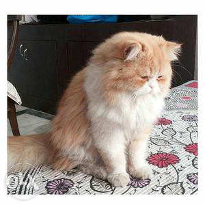 Percian male cat 2 years old