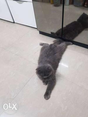 Persian Cat Male Colour: Grey