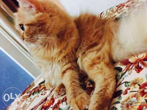Persian Cat male 1year old ver good breed