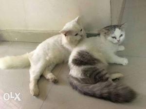 Persian Cat pair. Good condition. only one pair