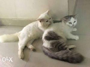 Persian Pair of Cats. Good condition.