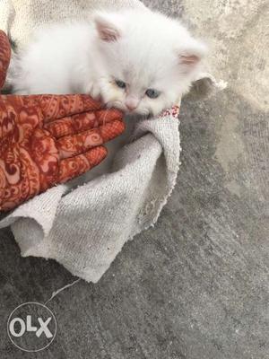Persian breed male kitten two month old