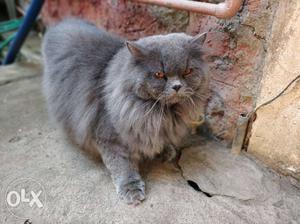 Persian cat for mating full grey