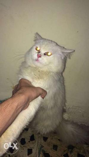 Persian cat male available for sell no