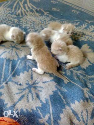 Persian kittens 25days only need more 15 days too