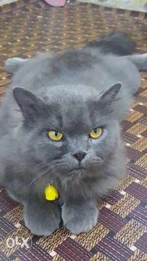 Persion Grey Cat