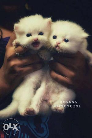 Persion kittens white colour