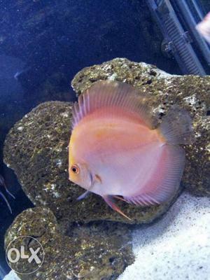 Pink Flat Fish