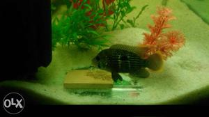 Platy 50 RS pair