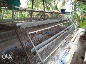 Poultry cage 6 month old
