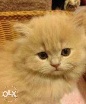 Punch face doll face healthy and pure persian cat