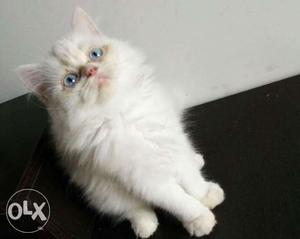Punch face healthy blue eyes persian cats kitte