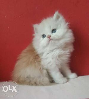 Punch face long fur healthy traind baby persian